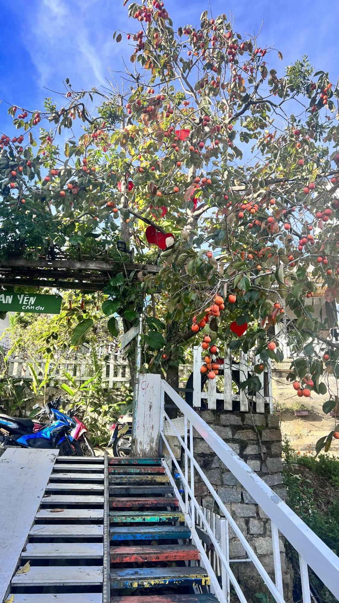 An Yen Villa Da Lat Eksteriør billede